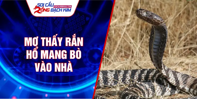 Mơ thấy rắn hổ mang bò vào nhà